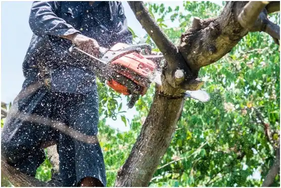 tree services Bon Aqua Junction